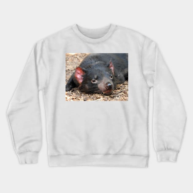 Tasmanian Devil Crewneck Sweatshirt by kirstybush